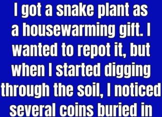 Does Burying Pennies in Snake Plant Soil Actually Work?