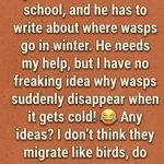 Where Do Wasps Go in the Winter?