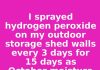 I sprayed hydrogen peroxide on my outdoor storage shed walls every 3 days for 15 days as October moisture from falling leaves accumulated. This is what happened