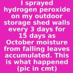 I sprayed hydrogen peroxide on my outdoor storage shed walls every 3 days for 15 days as October moisture from falling leaves accumulated. This is what happened