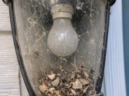 My uncle taught me this trick to clean trapped dead bugs and cobwebs out of porch light fixtures before company comes with 0 effort. Here’s how it works