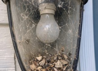 My uncle taught me this trick to clean trapped dead bugs and cobwebs out of porch light fixtures before company comes with 0 effort. Here’s how it works
