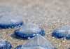 Found thousands of these translucent blue, plastic-looking ovals washed up on the beach today. They have a stiff fin on top and blue jelly underneath. Are they dangerous?