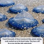 Found thousands of these translucent blue, plastic-looking ovals washed up on the beach today. They have a stiff fin on top and blue jelly underneath. Are they dangerous?