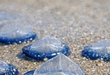 Found thousands of these translucent blue, plastic-looking ovals washed up on the beach today. They have a stiff fin on top and blue jelly underneath. Are they dangerous?