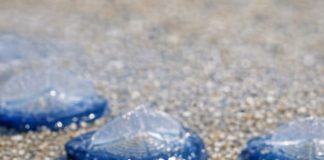 Found thousands of these translucent blue, plastic-looking ovals washed up on the beach today. They have a stiff fin on top and blue jelly underneath. Are they dangerous?