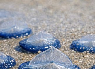 Found thousands of these translucent blue, plastic-looking ovals washed up on the beach today. They have a stiff fin on top and blue jelly underneath. Are they dangerous?