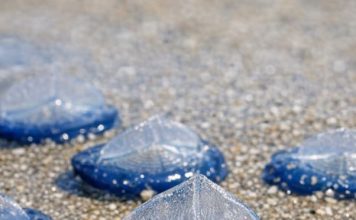 Found thousands of these translucent blue, plastic-looking ovals washed up on the beach today. They have a stiff fin on top and blue jelly underneath. Are they dangerous?