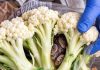 He Opened a Bag of Broccoli – What He Found Inside Left Him Horrified