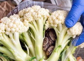 He Opened a Bag of Broccoli – What He Found Inside Left Him Horrified